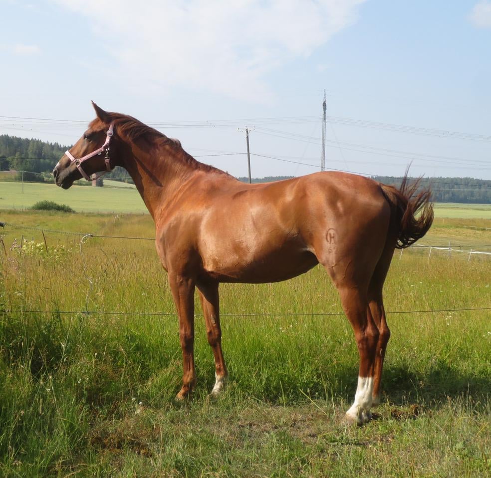 Sopivan solakka - Minikurssi hevosen lihavuuskunnon arviointiin by Ihaastus